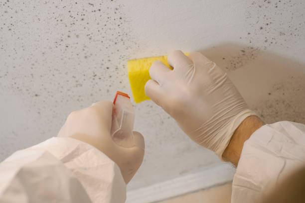 Best Mold Damage Restoration  in Lennox, SD